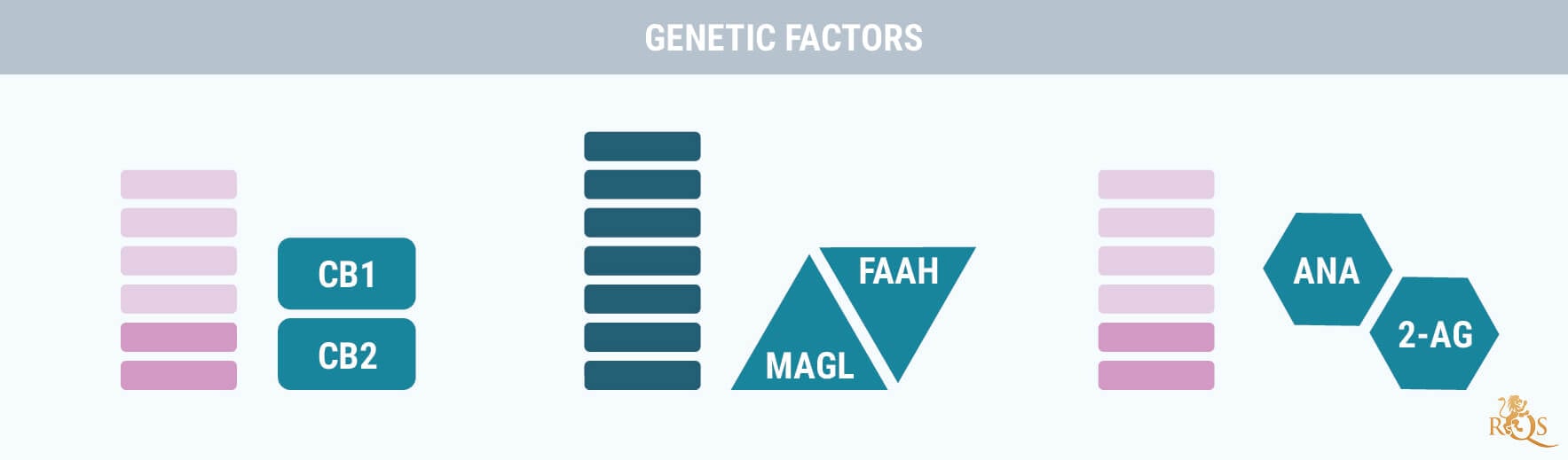 Genetische Faktoren