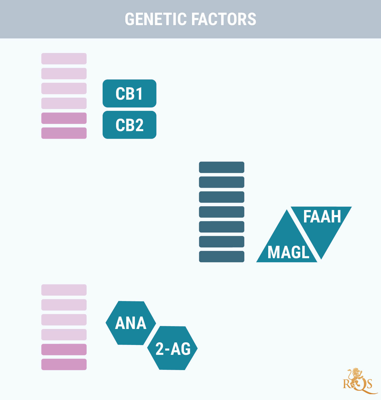 Genetische Faktoren