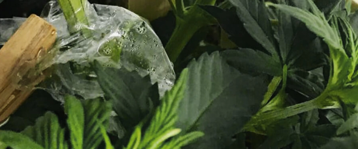 Cannabis-Veredelung mit transparenter Folie bedeckt, um die Feuchtigkeit rund um die Verbindung des Stängels zu halten.
