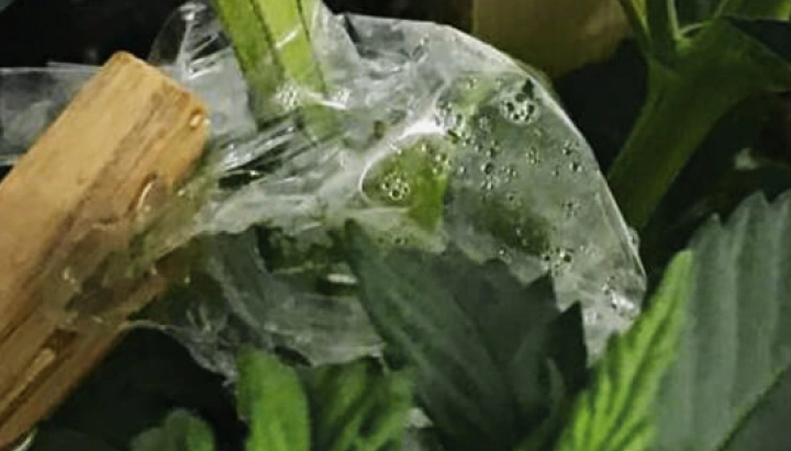 Cannabis-Veredelung mit transparenter Folie bedeckt, um die Feuchtigkeit rund um die Verbindung des Stängels zu halten.