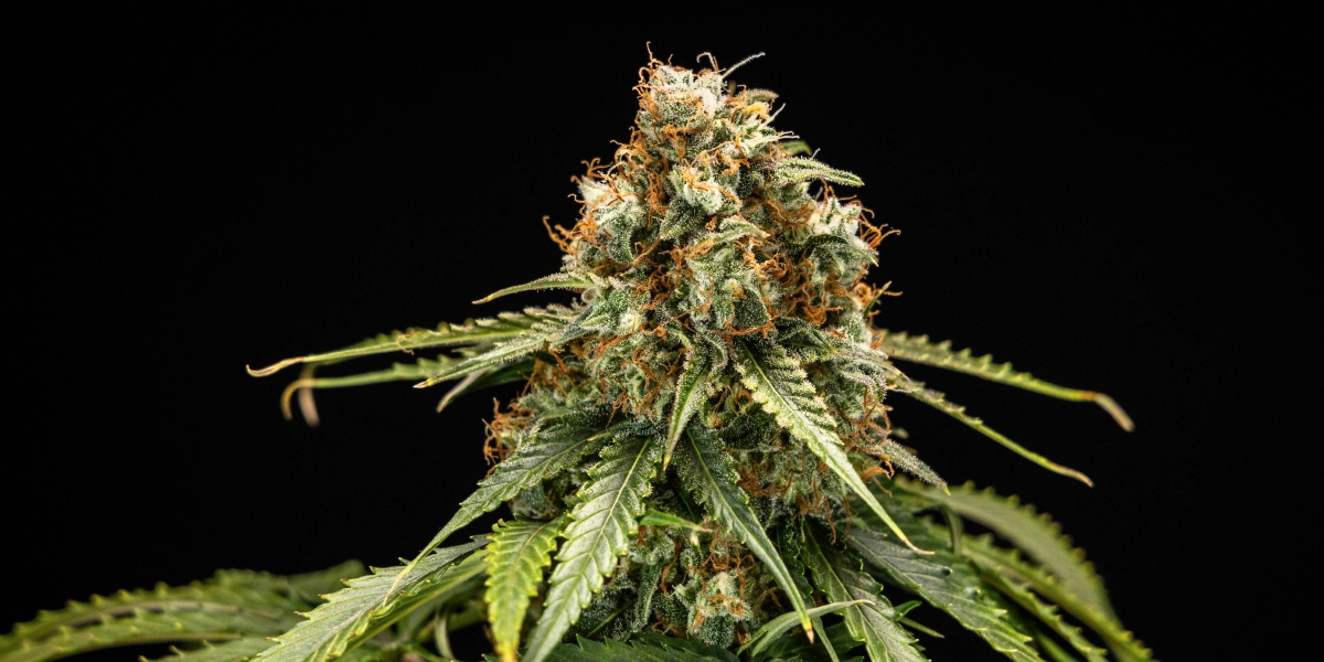 Epsilon F1: kompakte F1-Genetik für schnelle Grows Epsilon F1 Cannabis-Bud mit dichten harzigen Blüten, orangefarbenen Blütenstempeln, grünen Blättern und kompakter Blütenstruktur vor dunklem Hintergrund.
