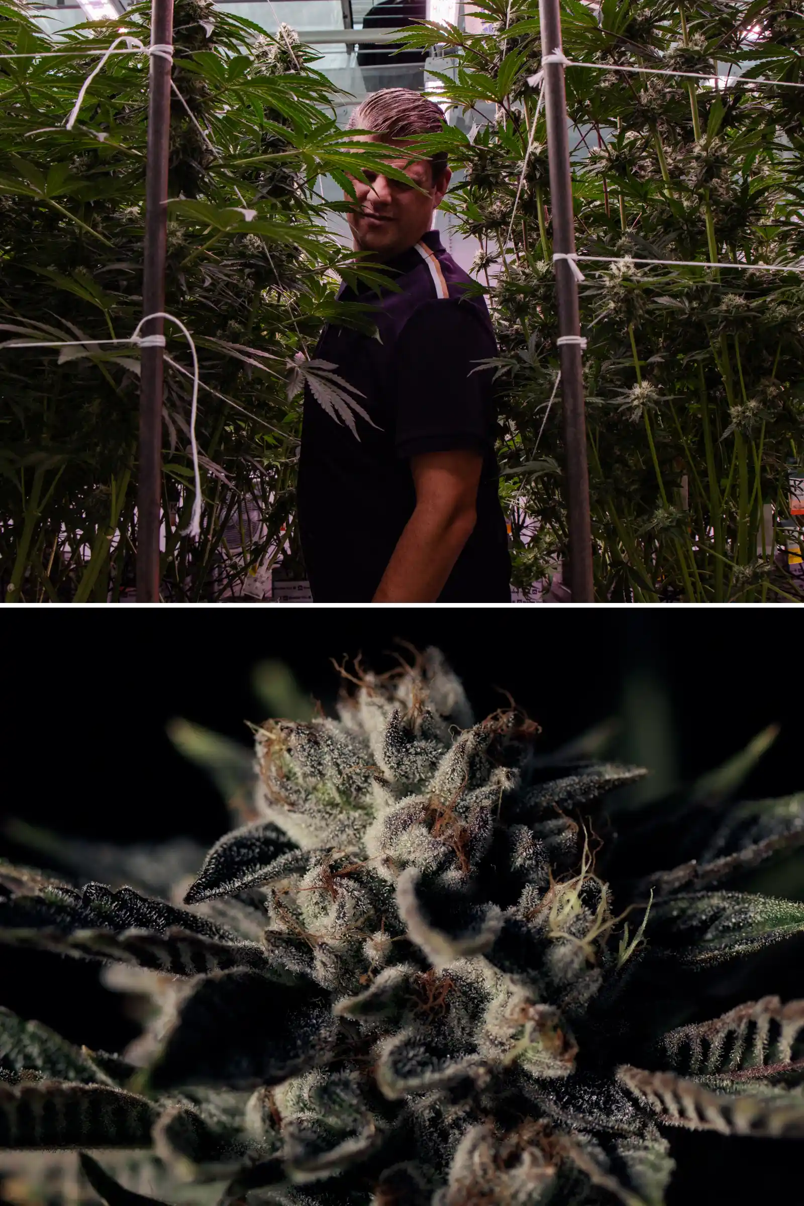 Maikel in einem F1-Hybrid-Cannabis-Breeding-Versuch Maikel steht zwischen hohen photoperiodischen F1-Hybrid-Cannabispflanzen neben einer Nahaufnahme einer frostigen harzigen Blüte, mit reifen Blüten, Trichomen und Bedingungen eines Breeding-Versuchs.