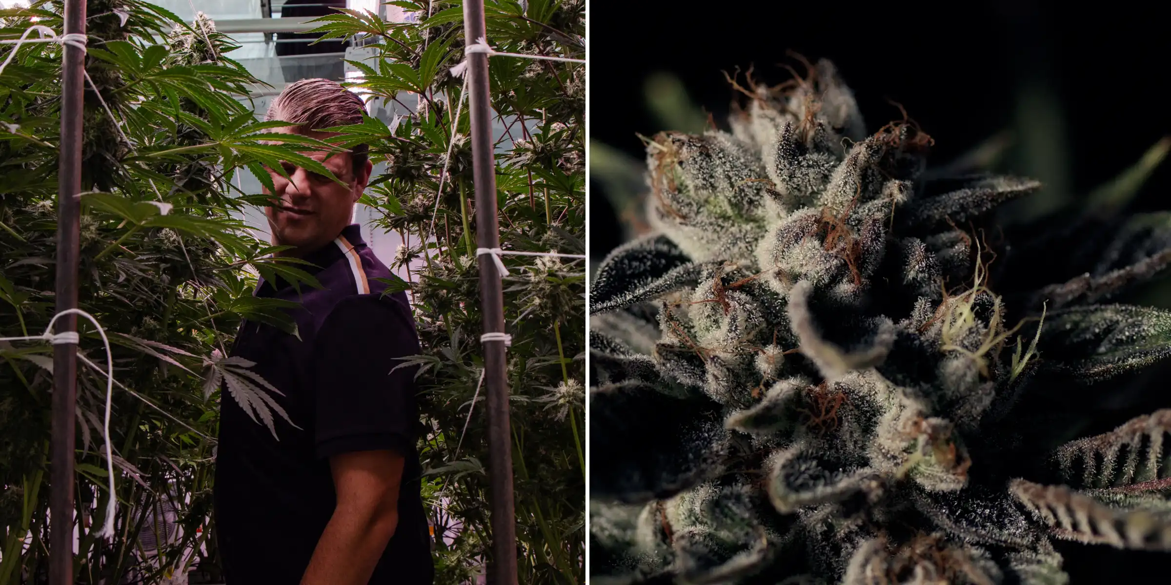 Maikel in einem F1-Hybrid-Cannabis-Breeding-Versuch Maikel steht zwischen hohen photoperiodischen F1-Hybrid-Cannabispflanzen neben einer Nahaufnahme einer frostigen harzigen Blüte, mit reifen Blüten, Trichomen und Bedingungen eines Breeding-Versuchs.