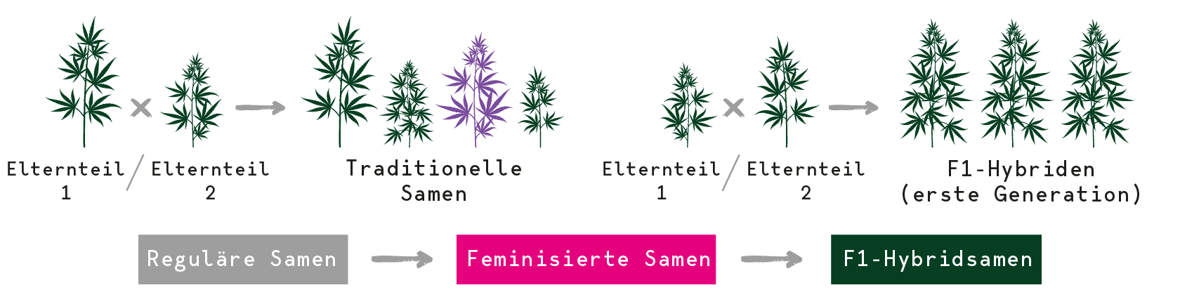 F1–Hybridsamen F1–Hybridsamen