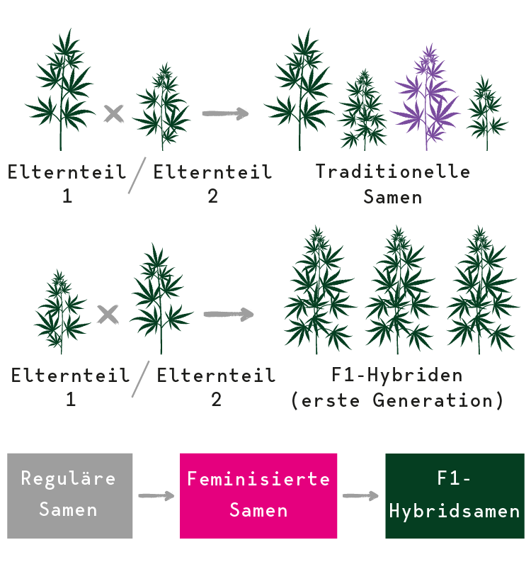 F1–Hybridsamen F1–Hybridsamen