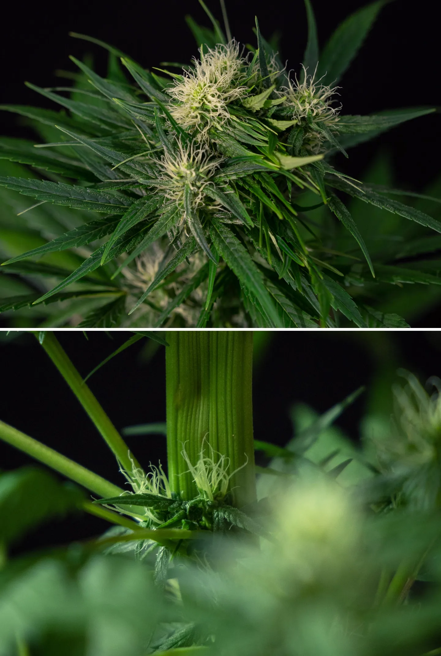 Cannabis-Fasziationsmutation bei blühenden Pflanzen Nahaufnahme einer Fasziationsmutation bei Cannabis mit abnormal abgeflachtem Stängelwachstum und gruppierten Blütenstellen mit weißen Blütenstempeln, die eine der häufigsten Cannabismutationen zeigt.