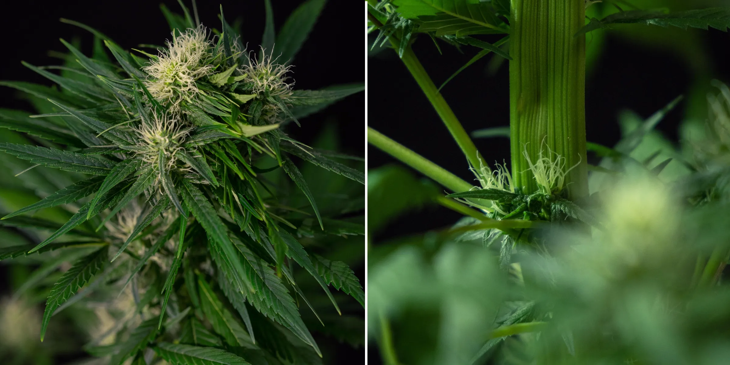 Cannabis-Fasziationsmutation bei blühenden Pflanzen Nahaufnahme einer Fasziationsmutation bei Cannabis mit abnormal abgeflachtem Stängelwachstum und gruppierten Blütenstellen mit weißen Blütenstempeln, die eine der häufigsten Cannabismutationen zeigt.