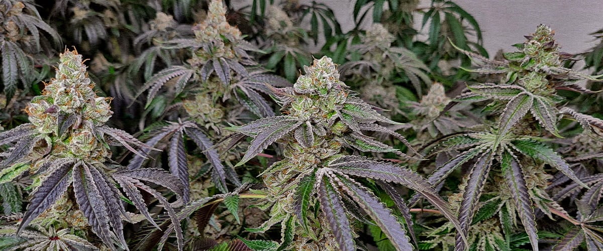 Dichte frostige Cannabis Buds von Klonen schnellere Blüte und kürzere Vegetationsphase im Vergleich zu Samenpflanzen erntebereit