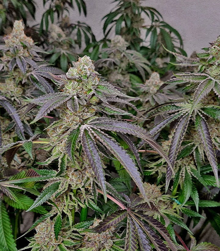 Dichte frostige Cannabis Buds von Klonen schnellere Blüte und kürzere Vegetationsphase im Vergleich zu Samenpflanzen erntebereit