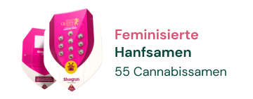 feminisierte-cannabis-hanfsamen