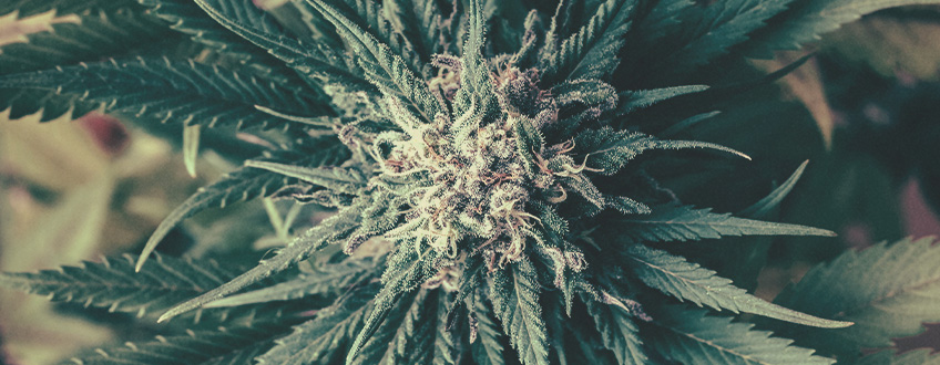 Alles, was Du über feminisierte Cannabissamen wissen musst Alles, was Du über feminisierte Cannabissamen wissen musst