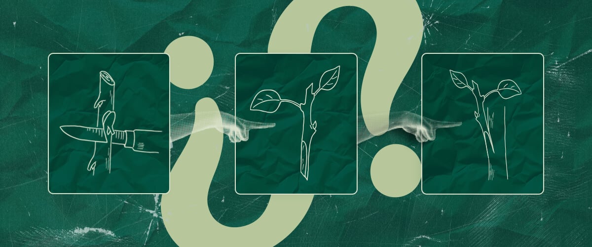 Lohnt Sich das Veredeln von Cannabis? Vor- und Nachteile Abwägen Fragen Sie sich, ob sich das Veredeln von Cannabis lohnt? Wägen Sie die potenziellen Vor- und Nachteile dieser Technik für Ihren Cannabisanbau ab. Treffen Sie eine informierte Entscheidung.