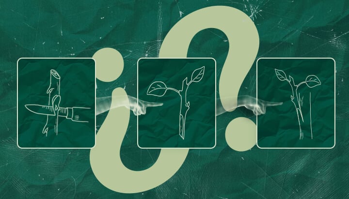 Lohnt Sich das Veredeln von Cannabis? Vor- und Nachteile Abwägen Fragen Sie sich, ob sich das Veredeln von Cannabis lohnt? Wägen Sie die potenziellen Vor- und Nachteile dieser Technik für Ihren Cannabisanbau ab. Treffen Sie eine informierte Entscheidung.