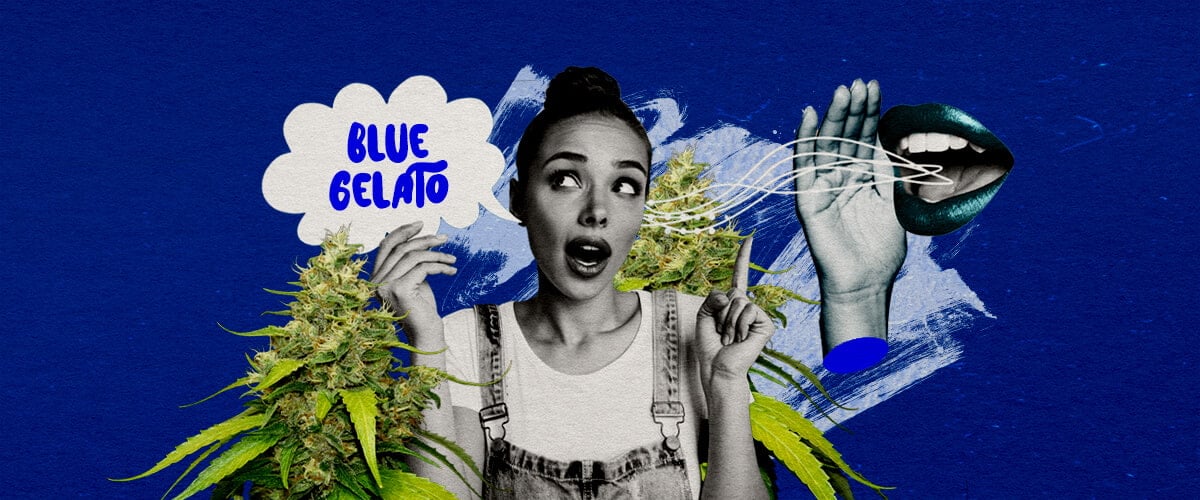 Eine Illustration eines Blue Gelato Cannabisknospen mit lila Tönen, umgeben von einer ruhigen Atmosphäre, auf einem grünen Hintergrund, die abschließende Gedanken und Anbauempfehlungen für die Sorte bietet.