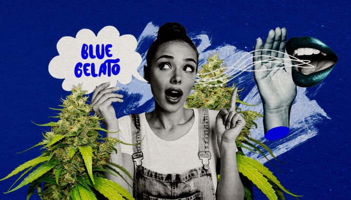 Eine Illustration eines Blue Gelato Cannabisknospen mit lila Tönen, umgeben von einer ruhigen Atmosphäre, auf einem grünen Hintergrund, die abschließende Gedanken und Anbauempfehlungen für die Sorte bietet.