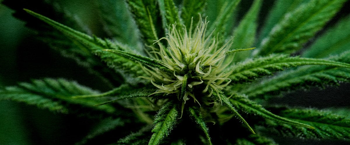 Nahaufnahme einer Wedding Cake Cannabis-Blüte in voller Blüte, mit dichten, harzbedeckten Pistillen und lebhaft grünen Blättern, die die Blütephase zeigen.