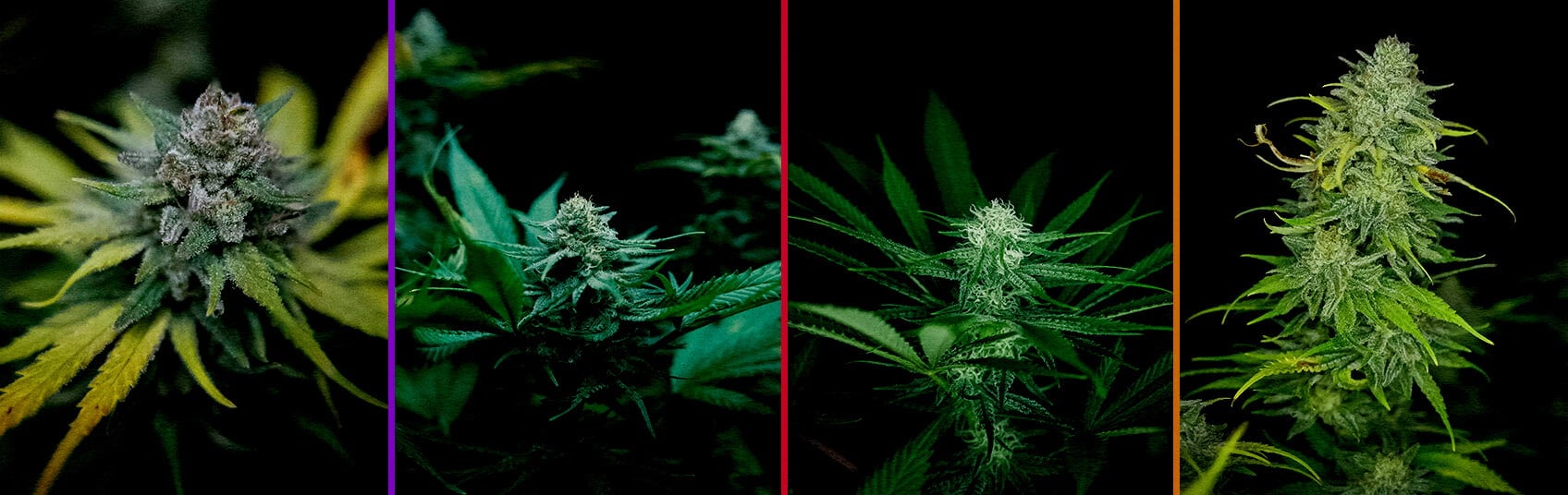 Eine Illustration einer Royal AK Cannabis-Pflanze in der Blütephase, die dichte Knospen und Trichome zeigt, auf einem grünen Hintergrund, der Growern den Optimierungsprozess der Blüte erklärt.