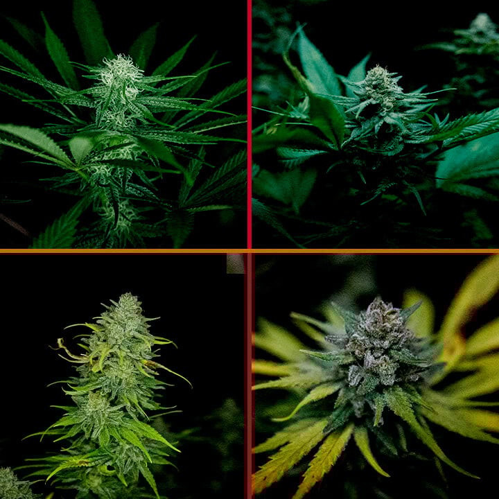 Eine Illustration einer Royal AK Cannabis-Pflanze in der Blütephase, die dichte Knospen und Trichome zeigt, auf einem grünen Hintergrund, der Growern den Optimierungsprozess der Blüte erklärt.