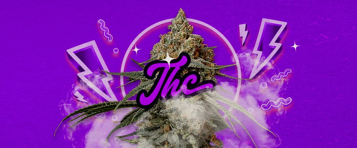 Eine Illustration von Granddaddy Purple Cannabis-Knospen mit tiefpurpurnen Farbtönen, die potente entspannende Effekte und ein THC-Niveau von etwa 17-23% anzeigen, auf einem grünen Hintergrund.