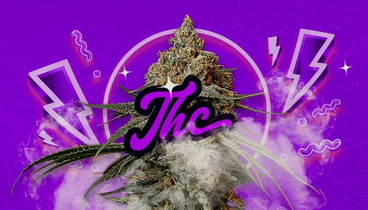 Eine Illustration von Granddaddy Purple Cannabis-Knospen mit tiefpurpurnen Farbtönen, die potente entspannende Effekte und ein THC-Niveau von etwa 17-23% anzeigen, auf einem grünen Hintergrund.