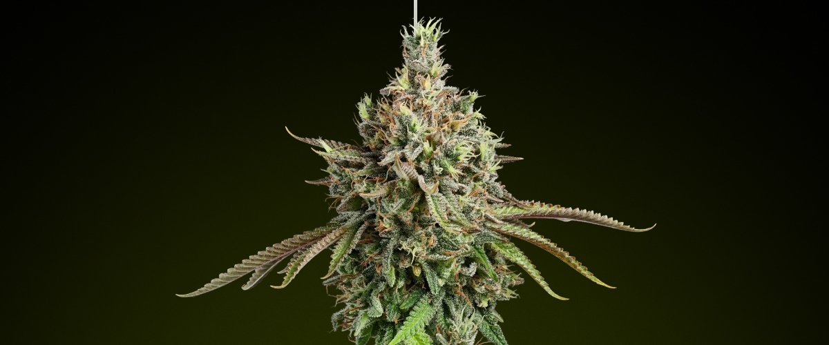 Girl Scout Cookies Cannabisblüte mit frostigen Trichomen und erdigen Nuancen, bekannt für ihren süßen Geschmack und ausgewogene Hybrid-Effekte, ideal für reichhaltige Edibles