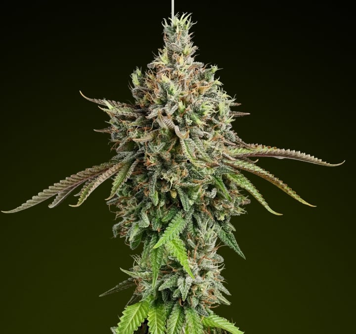Girl Scout Cookies Cannabisblüte mit frostigen Trichomen und erdigen Nuancen, bekannt für ihren süßen Geschmack und ausgewogene Hybrid-Effekte, ideal für reichhaltige Edibles