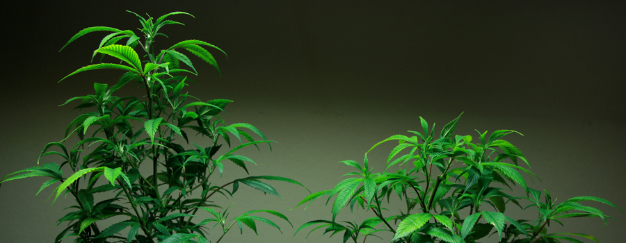 Vergleich Topping Cannabis Pflanze