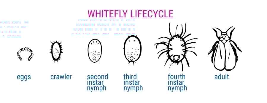 Whitefly lifecycle