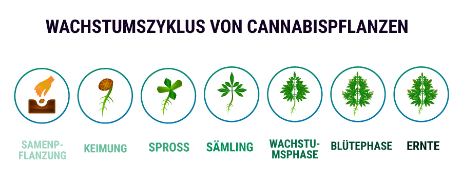 WACHSTUMSZYKLUS VON CANNABISPFLANZEN