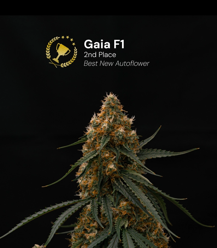 Gaia F1, preisgekrönte Cannabissorte Entdecke Gaia F1, eine preisgekrönte autoflowering Cannabissorte, die den 2. Platz in der Kategorie Best New Autoflower gewonnen hat.