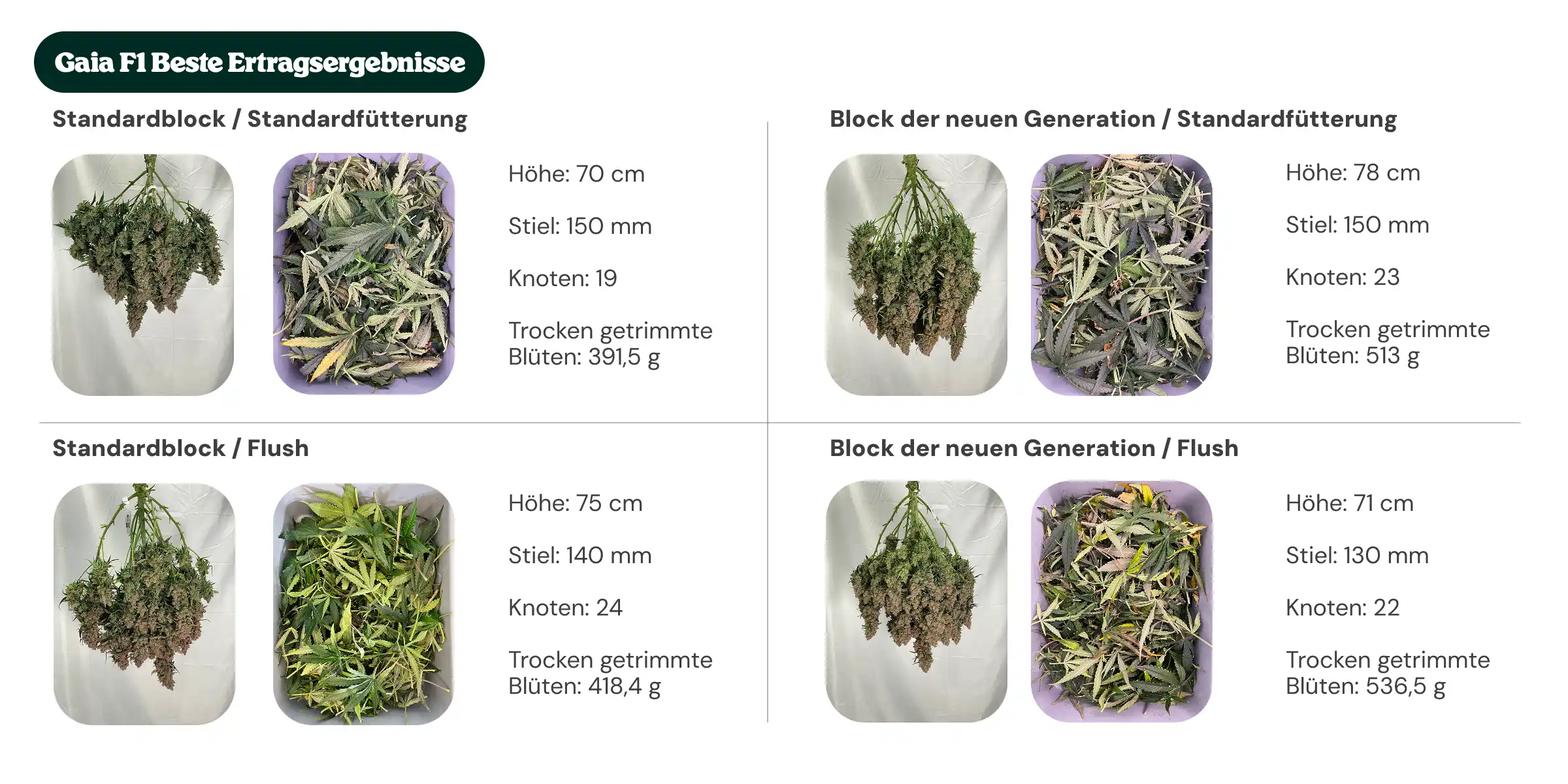 Resumen de resultados de Gaia F1 comparando tratamientos con bloque estándar y bloque de nueva generación, con alimentación estándar y lavado, mostrando altura de la planta, diámetro del tallo, número de nudos y peso de flores secas manicuradas.