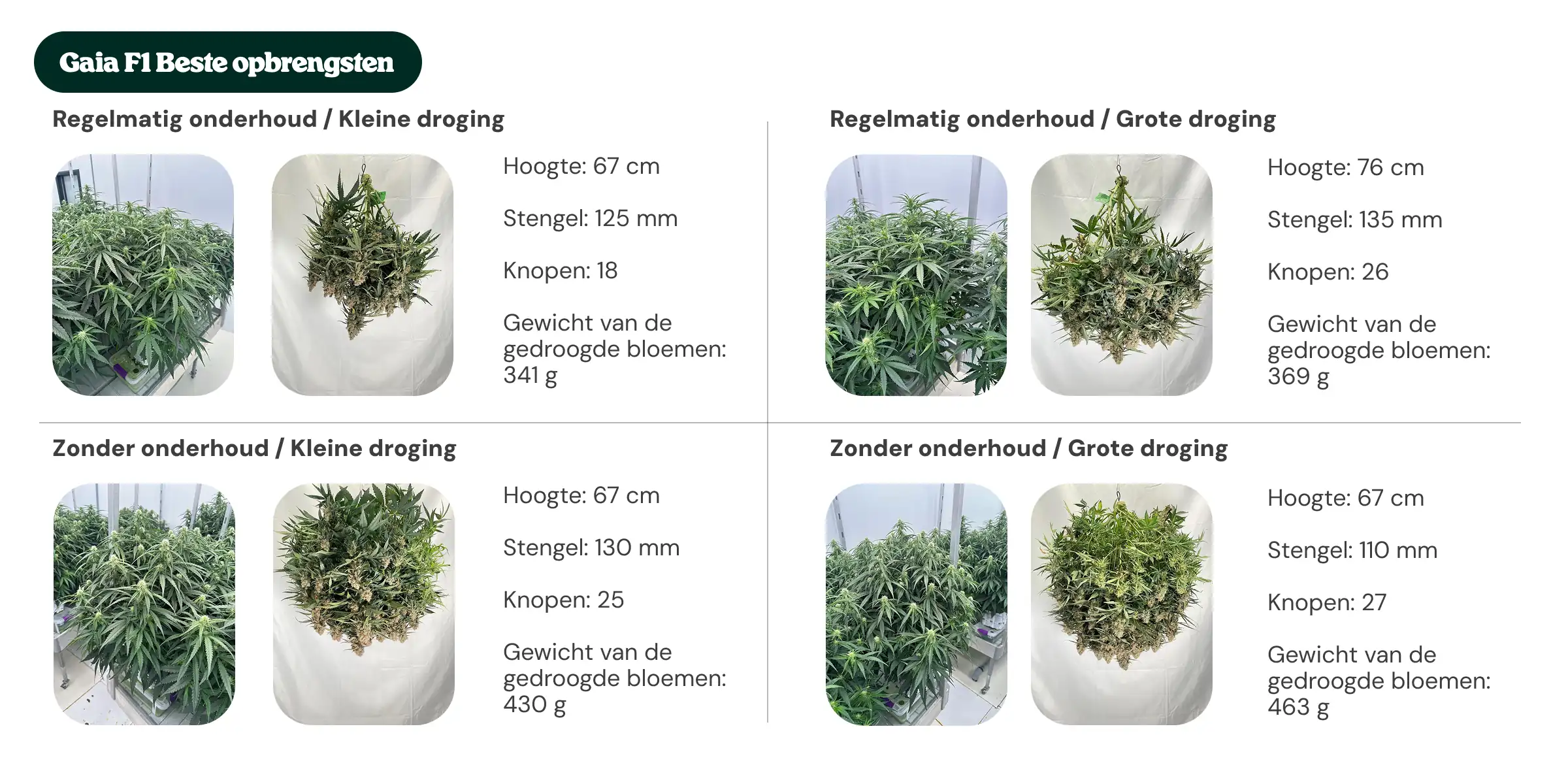 Gaia F1 beste Erträge: Vergleich von Pflege und Dryback Übersicht der Gaia F1 Ergebnisse mit regelmäßiger Pflege und ohne Pflege, kleinem und großem Dryback, im Vergleich von Pflanzenhöhe, Stammdurchmesser, Knotenzahl und trockenem manikürtem Blütengewicht.
