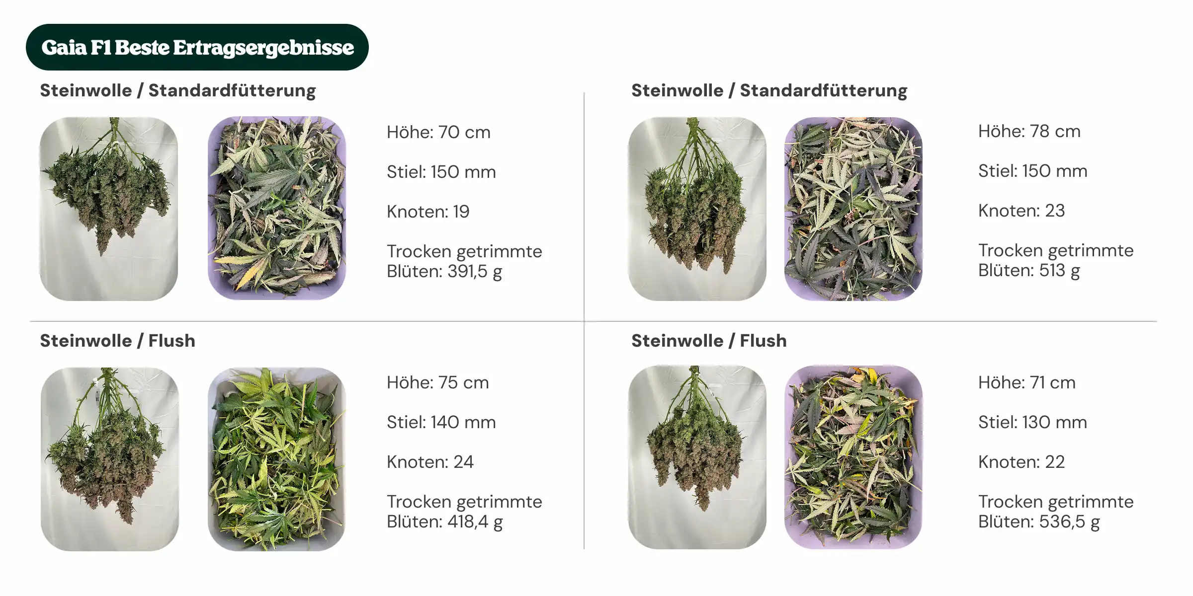Mejores rendimientos de Gaia F1: comparación de bloques y alimentación Resumen de resultados de Gaia F1 comparando tratamientos con bloque estándar y bloque de nueva generación, con alimentación estándar y lavado, mostrando altura de la planta, diámetro del tallo, número de nudos y peso de flores secas manicuradas.