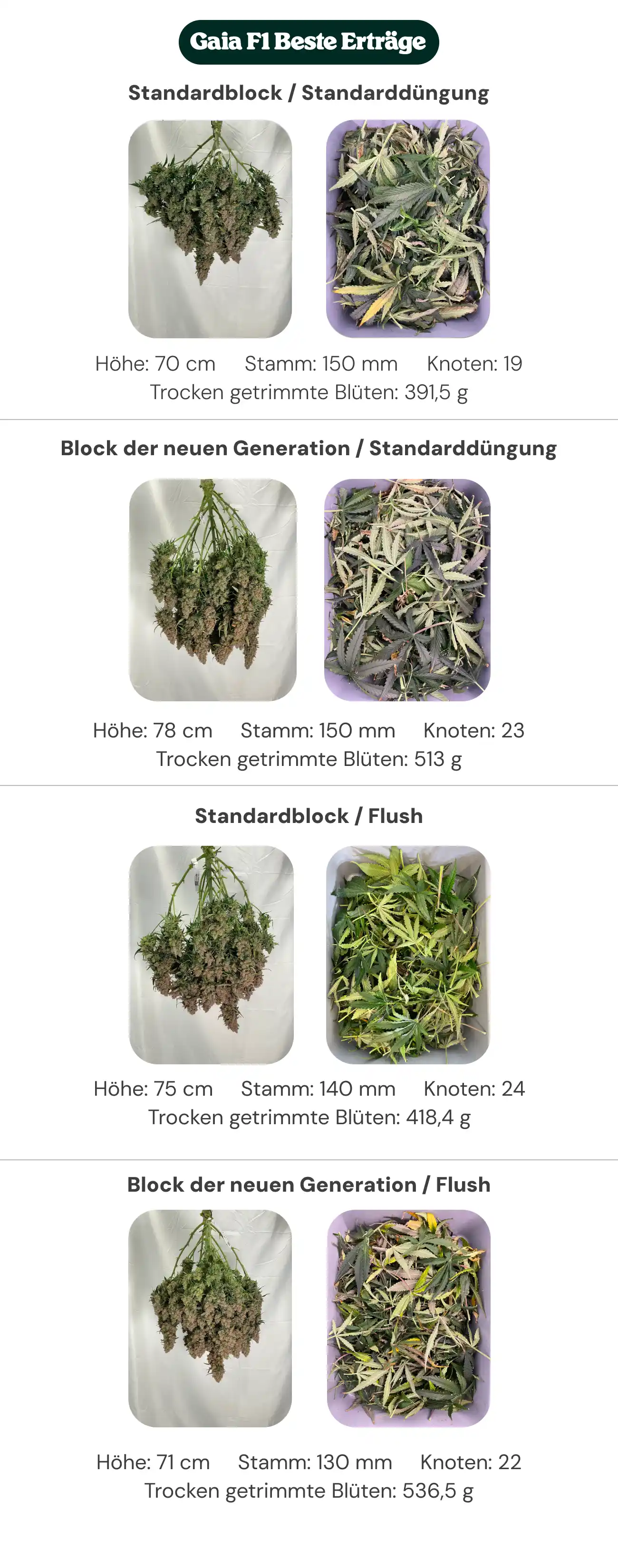 Resumen de resultados de Gaia F1 comparando tratamientos con bloque estándar y bloque de nueva generación, con alimentación estándar y lavado, mostrando altura de la planta, diámetro del tallo, número de nudos y peso de flores secas manicuradas.