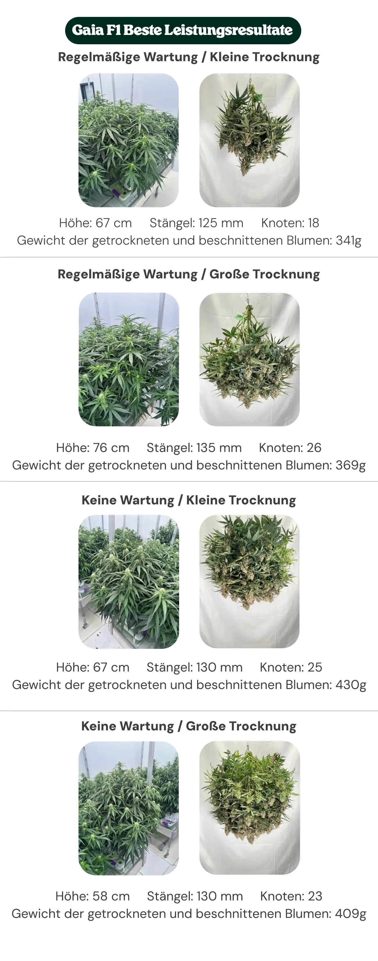 Gaia F1 beste Erträge: Vergleich von Pflege und Dryback Übersicht der Gaia F1 Ergebnisse mit regelmäßiger Pflege und ohne Pflege, kleinem und großem Dryback, im Vergleich von Pflanzenhöhe, Stammdurchmesser, Knotenzahl und trockenem manikürtem Blütengewicht.