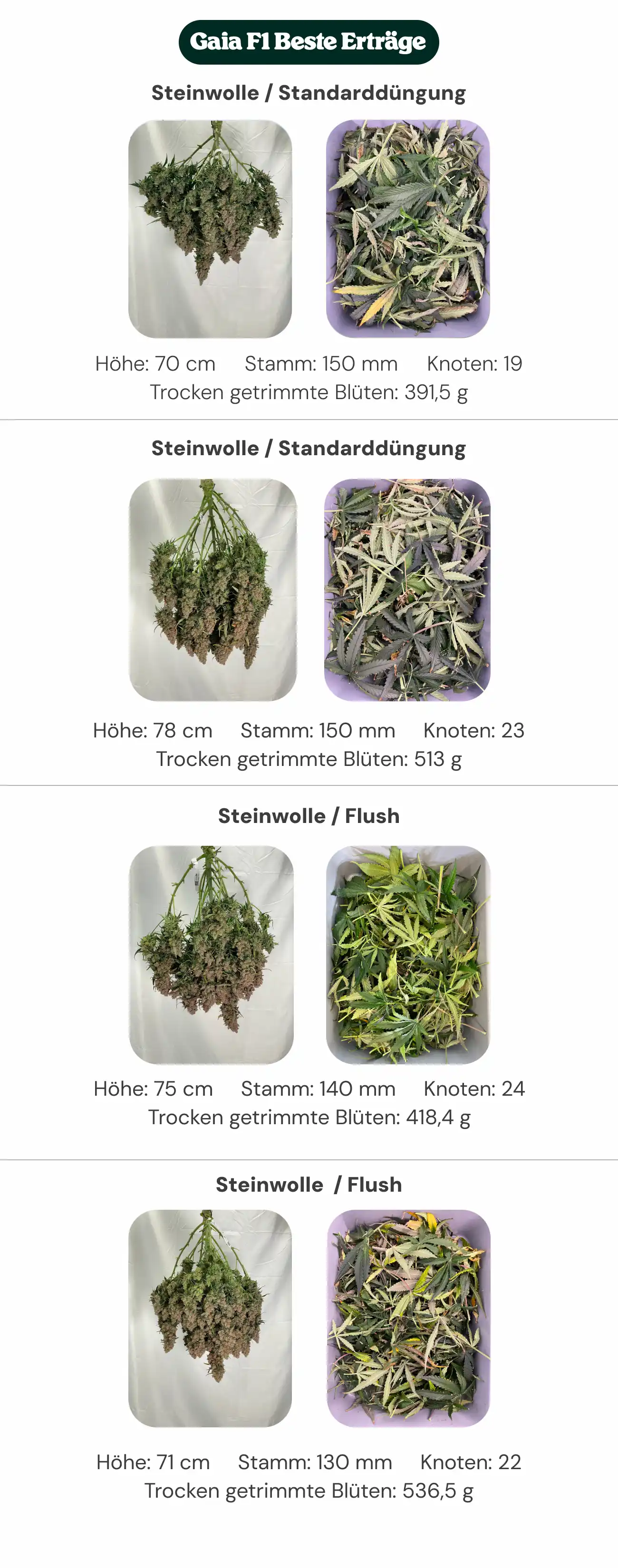 Mejores rendimientos de Gaia F1: comparación de bloques y alimentación Resumen de resultados de Gaia F1 comparando tratamientos con bloque estándar y bloque de nueva generación, con alimentación estándar y lavado, mostrando altura de la planta, diámetro del tallo, número de nudos y peso de flores secas manicuradas.