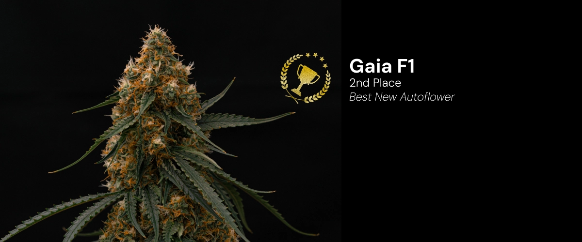 Gaia F1, preisgekrönte Cannabissorte Entdecke Gaia F1, eine preisgekrönte autoflowering Cannabissorte, die den 2. Platz in der Kategorie Best New Autoflower gewonnen hat.
