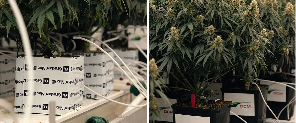 Bewässerungstest mit geringem Wassergehalt im Cannabisanbau Kontrollierter Dürretest zur Bewertung der Gaia F1-Reaktion auf Wasserstress und Veränderungen der Cannabinoide.