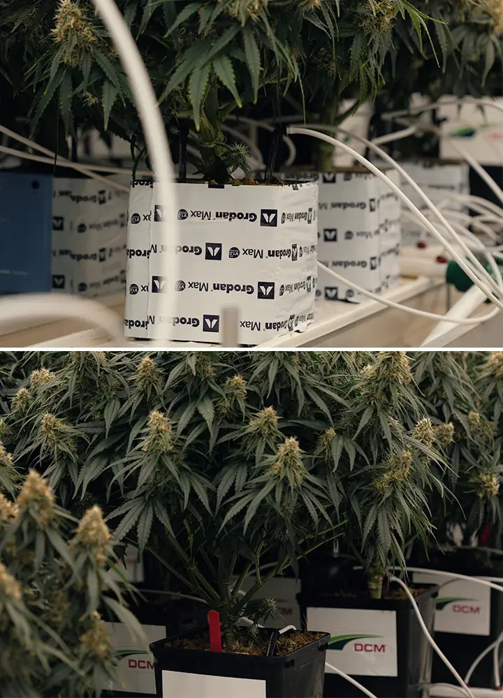 Bewässerungstest mit geringem Wassergehalt im Cannabisanbau Kontrollierter Dürretest zur Bewertung der Gaia F1-Reaktion auf Wasserstress und Veränderungen der Cannabinoide.
