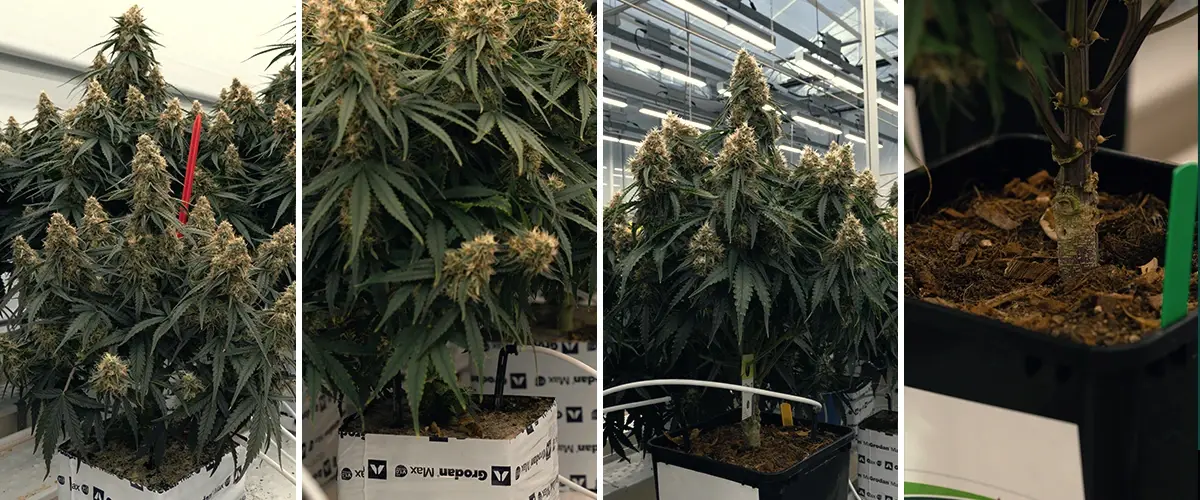 Vergleich Rockwool und Coco Substraten für Pflanzen Vergleich von Rockwool- und Coco-Substraten, mit Pflanze in grünem Rockwool und einem runden Coco-Disk, getestet für Wachstum.