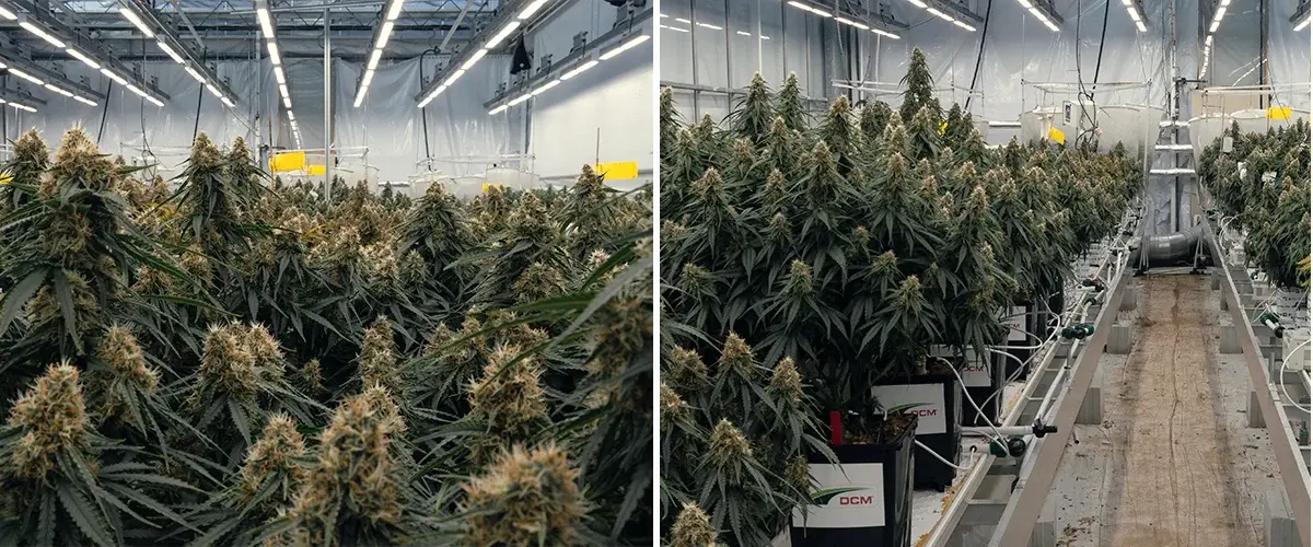 Gaia F1 Hybrid-Cannabisversuch im Vertify-Forschungszentrum Kontrollierter Versuch des Gaia F1 Hybrids zur Untersuchung von Substraten, Bewässerung und Wachstumsleistung unter identischen Bedingungen.