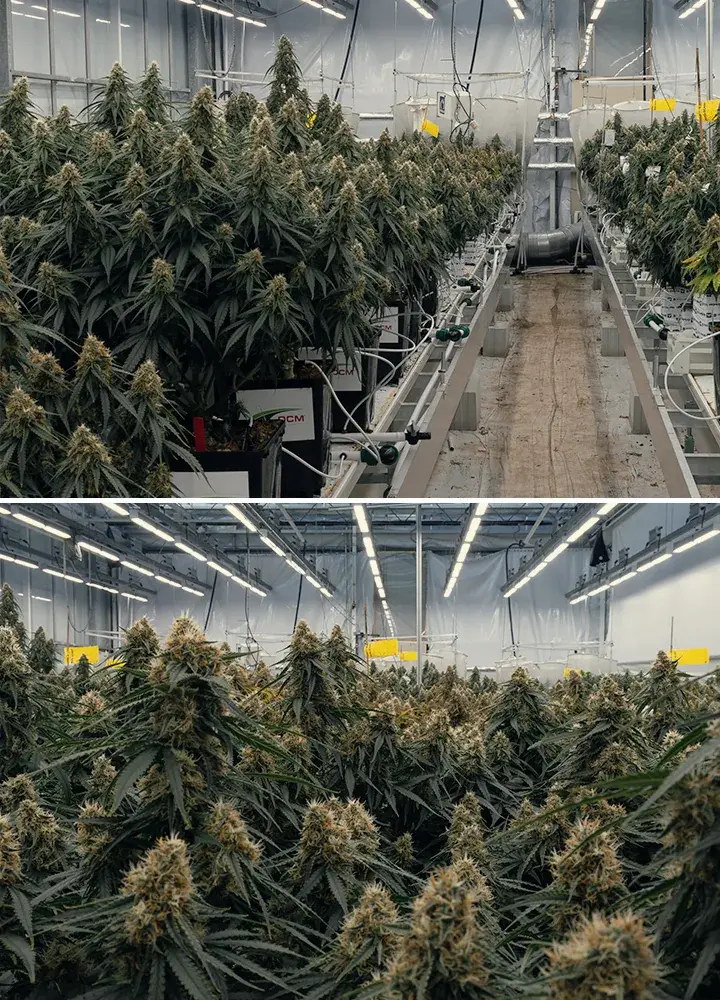 Gaia F1 Hybrid-Cannabisversuch im Vertify-Forschungszentrum Kontrollierter Versuch des Gaia F1 Hybrids zur Untersuchung von Substraten, Bewässerung und Wachstumsleistung unter identischen Bedingungen.