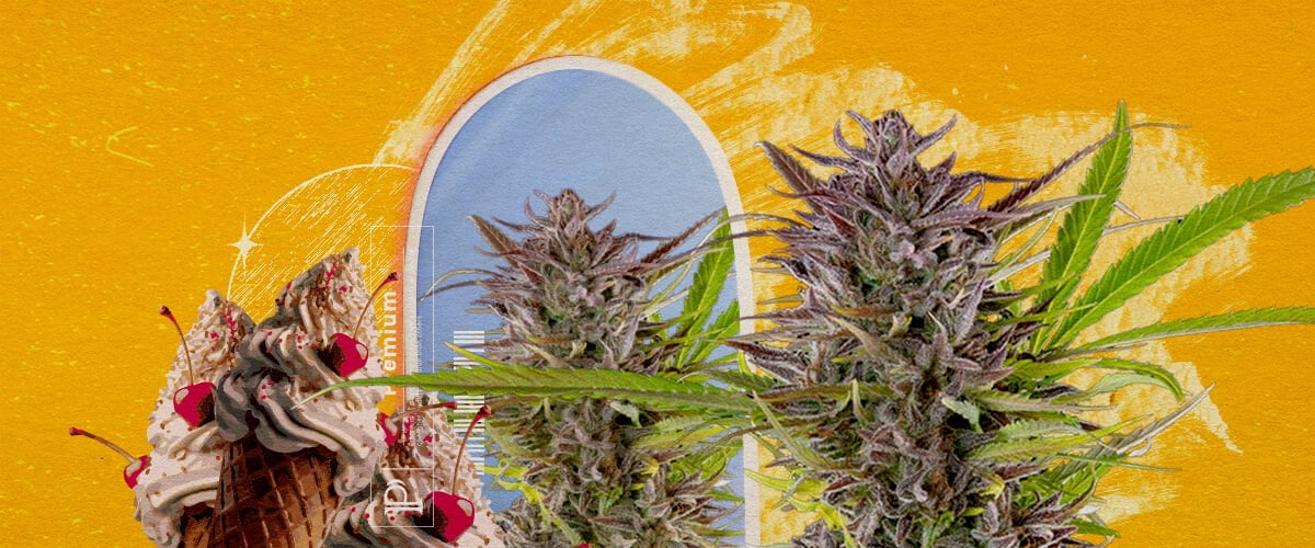 Aussehen und Anbauinformationen der Sorte Gelato Eine Illustration von Cannabisknospen mit einem Eisbecher und einem blauen Bogen, auf einem gelben Hintergrund, die das Aussehen und die Wachstumsinformationen der Gelato-Sorte erkundet.