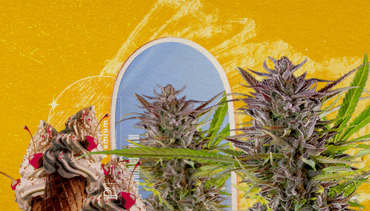 Aussehen und Anbauinformationen der Sorte Gelato Eine Illustration von Cannabisknospen mit einem Eisbecher und einem blauen Bogen, auf einem gelben Hintergrund, die das Aussehen und die Wachstumsinformationen der Gelato-Sorte erkundet.