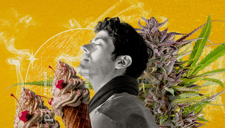 Geschmacks- und Aromaprofil der Sorte Gelato Eine Illustration eines Mannes mit geschlossenen Augen, der Rauch einatmet, umgeben von einem Cannabisknospe und zwei Eisbechern mit Kirschen, auf einem lebendigen gelben Hintergrund mit abstrakten Rauch-Effekten, die das Geschmacks- und Duftprofil der Gelato-Sorte Cannabis visuell erkunden.