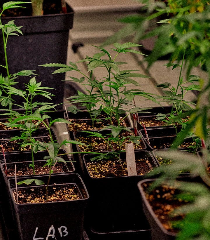 Junge Cannabis Klone in Töpfen Erhaltung Elite Genetik identisch mit Mutterpflanze für Aroma Cannabinoide und konstanten Ertrag