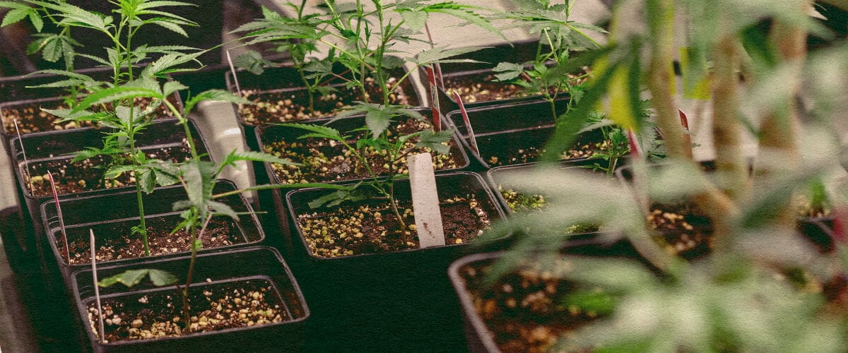 Genotyp vs. Phänotyp: Cannabispflanzen in Töpfen Cannabispflanzen in schwarzen Töpfen mit Erde, die genetische Merkmale für den Vergleich von Genotyp vs. Phänotyp zeigen, ideal für Cannabis-Anbauunterricht.