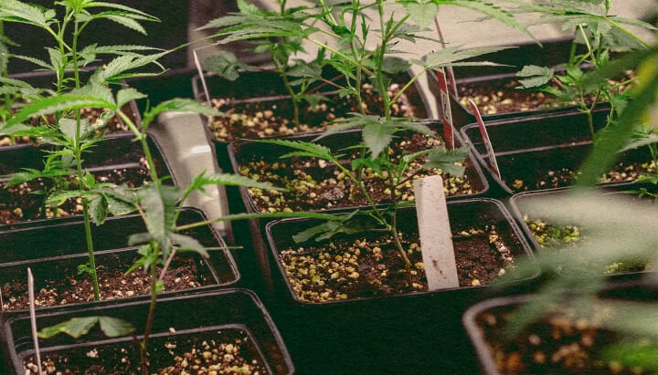 Genotyp vs. Phänotyp: Cannabispflanzen in Töpfen Cannabispflanzen in schwarzen Töpfen mit Erde, die genetische Merkmale für den Vergleich von Genotyp vs. Phänotyp zeigen, ideal für Cannabis-Anbauunterricht.