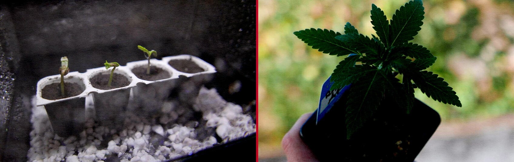 Eine Illustration von Royal AK Samen, die in Wasser eingeweicht sind, mit einem keimenden Sämling, auf einem grünen Hintergrund, die den Keimungsprozess der Royal AK Cannabis-Sorte zeigt.