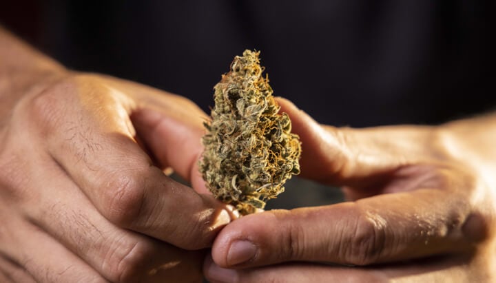 Das Wichtigste zuerst: Was sind Weed-Qualitätsstufen und warum sind sie wichtig?